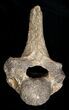Woolly Rhinoceros Vertebra Bone - Late Pleistocene #3447-1